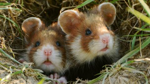 Unter den Hamstern ist der Feldhamster ein kleiner Riese - (c) Simon Johannes/AdobeStock Unter den Hamstern ist der Feldhamster ein kleiner Riese - (c) Simon Johannes/AdobeStock