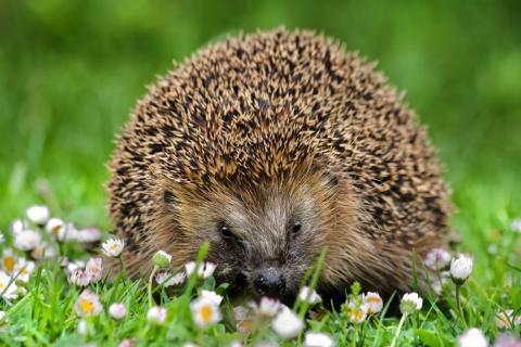 Winterschlaf schon vorbei? Der ersten Igel erwachen und der LBV Bayern ruft dazu auf gesichtete Igel in Bayern online und per App melden - (c) Andreas Giessler - LBV Bildarchiv Winterschlaf schon vorbei? Der ersten Igel erwachen und der LBV Bayern ruft dazu auf gesichtete Igel in Bayern online und per App melden - (c) Andreas Giessler - LBV Bildarchiv