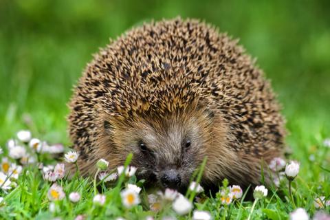 Winterschlaf schon vorbei? Der ersten Igel erwachen und der LBV Bayern ruft dazu auf gesichtete Igel in Bayern online und per App melden - (c) Andreas Giessler - LBV Bildarchiv