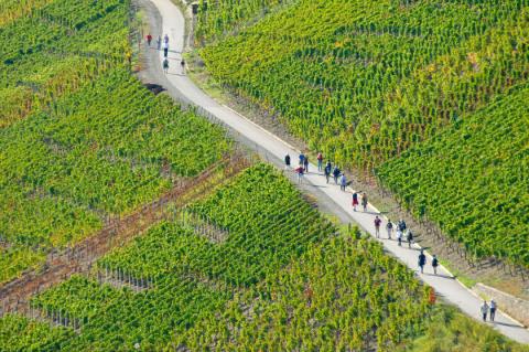 Rotweinwanderweg durch Schieferlagen - 50 Jahre Genusswandern auf der Sonnenseite des Ahrtals - (c) Rheinland-Pfalz Tourismus GmbH