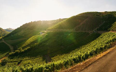 Wein, Wandern und Weitblick - Wanderung zur „Schönsten Weinsicht“ in Niederhausen an der Nahe - (c) Rheinland-Pfalz Tourismus GmbH