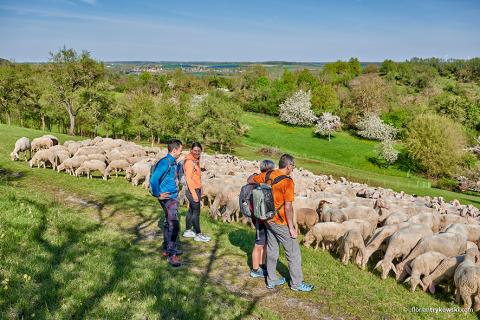 wanderer bei einer Schafsherde auf der Frankenhöhe - (c) Romantisches Franken/F. Trykowski