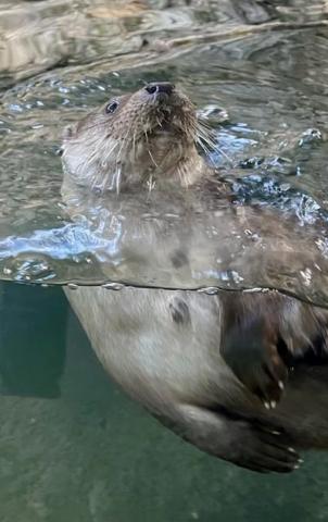 Alpenzoo in Innsbruck, der ideale Ausflug für Familien im Tiroler Bergurlaub - (c) Gabi Dräger