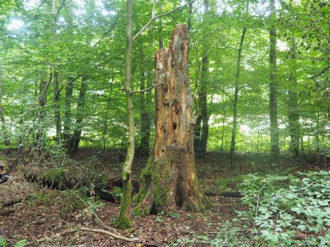 Naturtour Nidda - Eine idyllische Tour durch 2 Naturschutzgebiete, mit schönen Waldrandwegen und Waldpfaden - (c) Jörg Bornmann