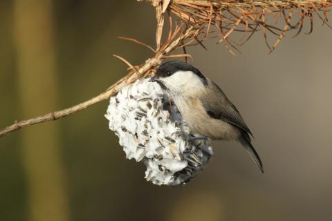 Vogelfutter selbst machen  LBV gibt Tipps wie man die gefiederten Freunde im Garten jetzt unterstützen - (c) Dieter Hopf/LBV Bildarchiv