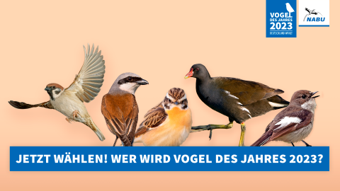 Den Vogel des Jahres 2023 noch bis zum 27. Oktober wählen - (c) NABU Den Vogel des Jahres 2023 noch bis zum 27. Oktober wählen - (c) NABU