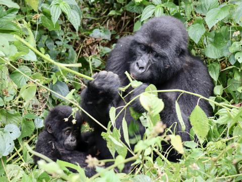 Zu den Berggorillas in Uganda, ein Besuch bei den größten Menschenaffen der Welt - (c) Christine Kroll