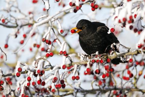 Wie vorab von den Ornithologen bereits vermutet, fielen die Sichtungen magerer aus als in den Jahren davor - (c) NABU Wie vorab von den Ornithologen bereits vermutet, fielen die Sichtungen magerer aus als in den Jahren davor - (c) NABU