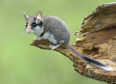 Spurensuche Gartenschläfer: Wenn Städte zum letzten Rückzugsort werden - (c) Jiri Bohdal Spurensuche Gartenschläfer: Wenn Städte zum letzten Rückzugsort werden - (c) Jiri Bohdal