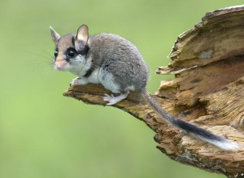 Spurensuche Gartenschläfer: Wenn Städte zum letzten Rückzugsort werden - (c) Jiri Bohdal 