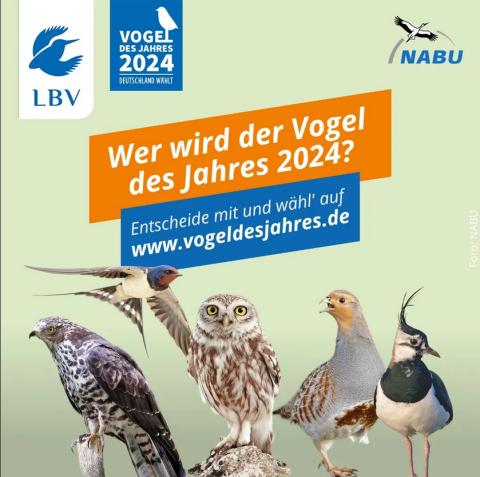 Wer wird Vogel des Jahres 2024? Kiebitz, Rebhuhn, Rauchschwalbe, Steinkauz und Wespenbussard bemühen sich ab 1. September um den Titel - (c) LBV