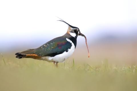 Der Kiebitz (Vanellus vanellus) ist der Vogel des Jahres 2024 - (c) LBV Bildarchiv