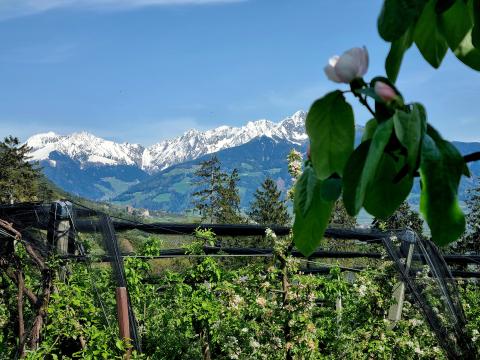 Frühling in Algund:  Apfelblüten, weiße Gipfel und magische Plätze im Wald - (c) Gabi Vögele