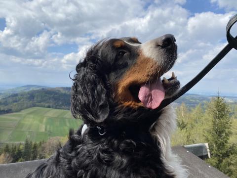 Campingurlaub mit Hund in Bielefeld: Tipps für Wanderungen und Stadttouren