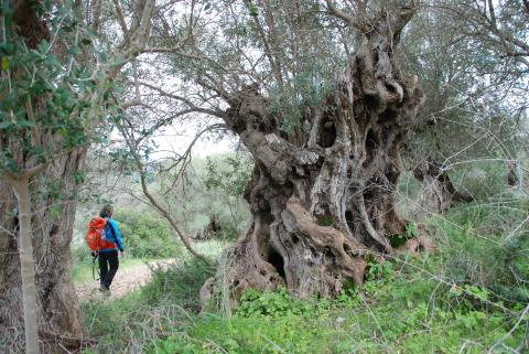 Inselwandern in Europa, hier Mallorca: Ideen für einen gelungenen Urlaub - (c) Gabi Vögele