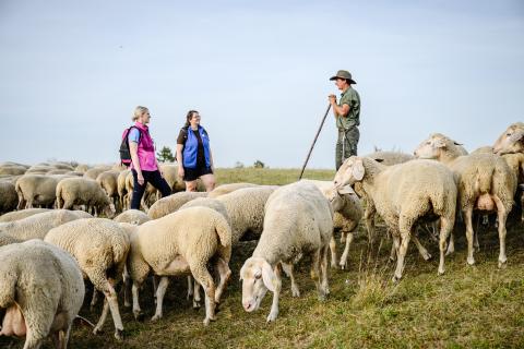 Wandern mit Schäfer (Wandern durch Urzeit, Eiszeit und Kultur Der Albschäferweg auf der Schwäbischen Alb) - (c) Heiko Grandel