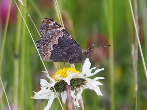 Naturwunder Bergmähwiese in der Vulkanregion Vogelsberg - (c) Jörg Bornmann