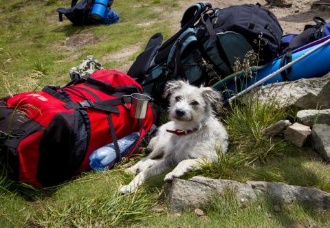 Tipps zum Wandern mit Hund in den Bergen - (c) Four Paws