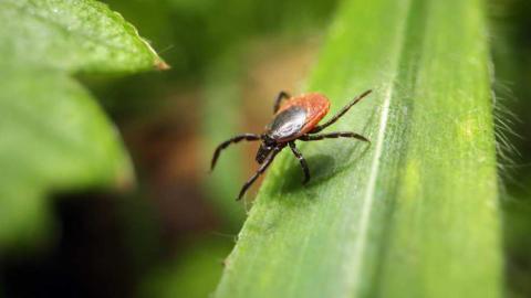 Zecken in Deutschland ganzjährig aktiv  Wer sich sicher vor den kleinen Spinnentieren schützen möchte, darf auf entsprechende Kleidung nicht verzichten - (c) MSD Tiergesundheit