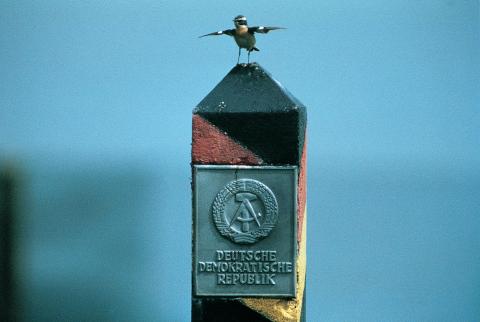 Ein Braunkelchen auf einem ehemaligen DDR Grenzpfahl - (c) Thomas Stephan Ein Braunkelchen auf einem ehemaligen DDR Grenzpfahl - (c) Thomas Stephan
