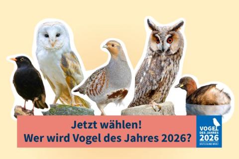 Amsel, Rebhuhn, Schleiereule, Waldohreule und Zwertaucher stehen zur Wahl zum Vogel des Jahres 2026 - (c) NABU